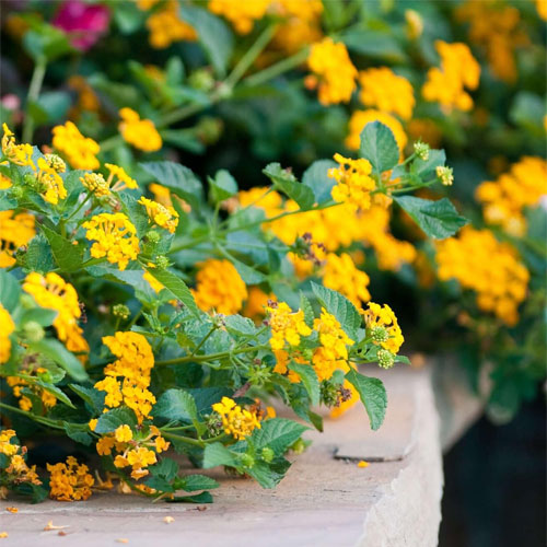 Lantana Yellow Dwarf Bush Live Plant