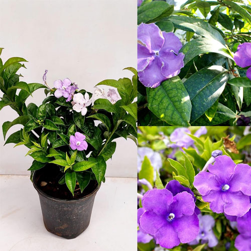 Yesterday Today Tomorrow Plant