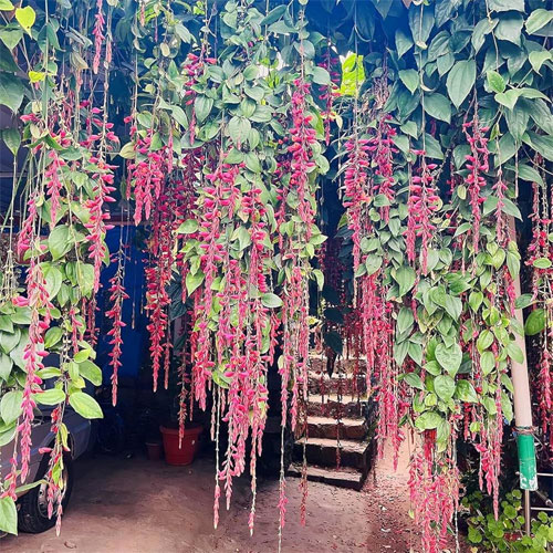 Lady’s Shoe Vine Thunbergia Mysorensis Live Plant