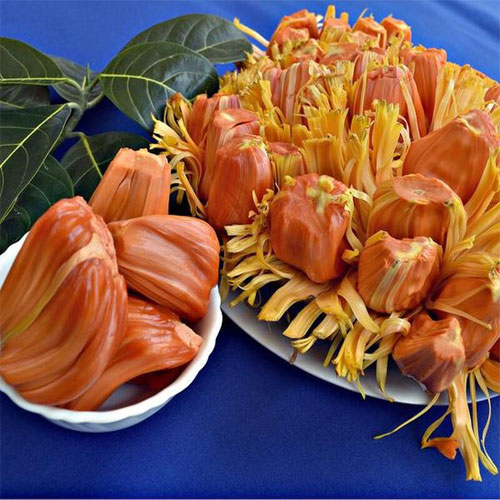 Jackfruit Chembarathi Varikka Budded Live Plant