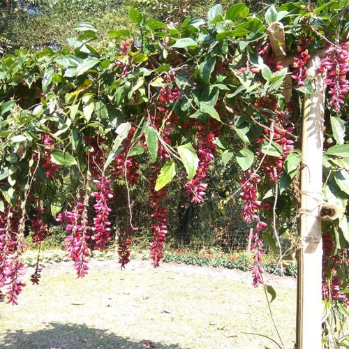 Lady’s Shoe Vine Thunbergia Mysorensis Live Plant