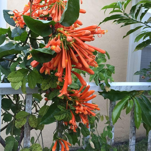 Trumpet Vine Flame Vine Ottamulla Creeper Live Plant