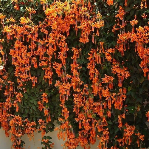Trumpet Vine Flame Vine Ottamulla Creeper Live Plant