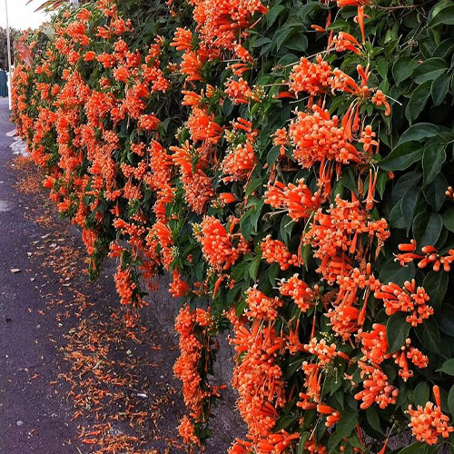 Trumpet Vine Flame Vine Ottamulla Creeper Live Plant
