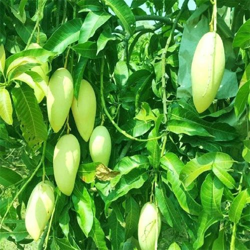 Thai 3 Taste Mango Grafted Live Plant
