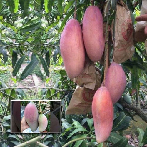 King of Chakapat Mango Grafted Live Plant