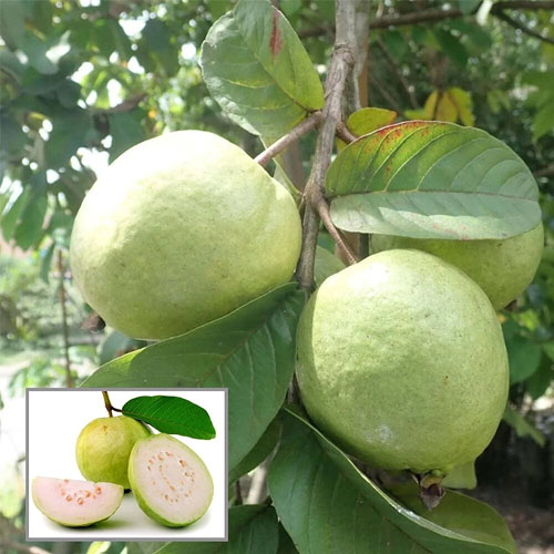 Allahabad Safeda Guava Layered Live Plant