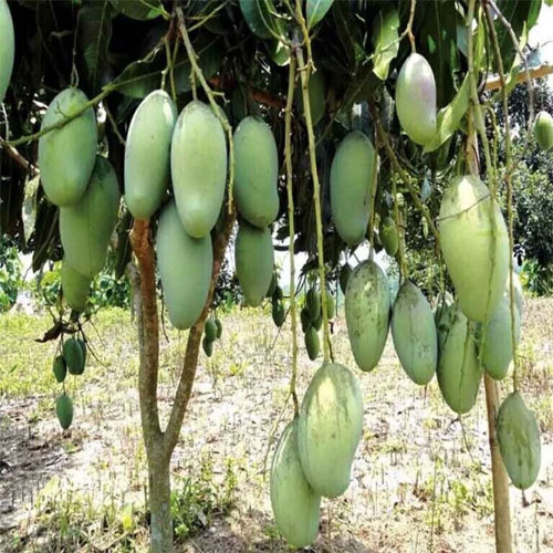 Thai 3 Taste Mango Grafted Live Plant