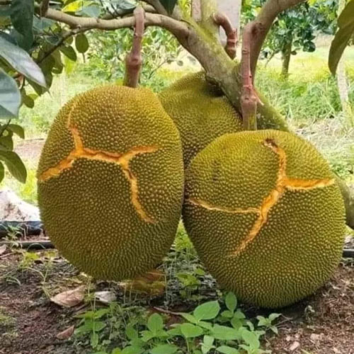 jackfruit-brazilian-yellow-giant-jack-budded-live-plant