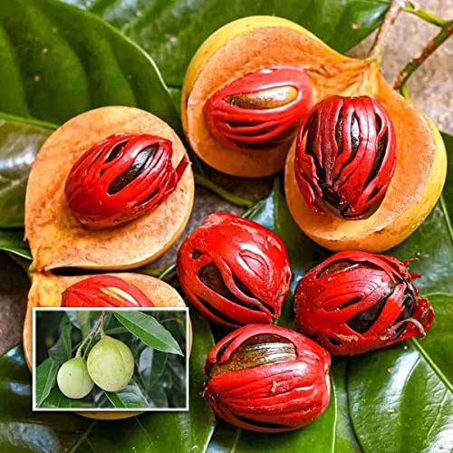  Nutmeg Jaathi Seedling Live Plant