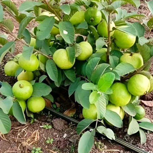 Allahabad Safeda Guava Layered Live Plant