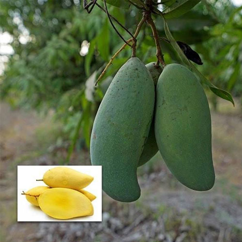 Thai 3 Taste Mango Grafted Live Plant