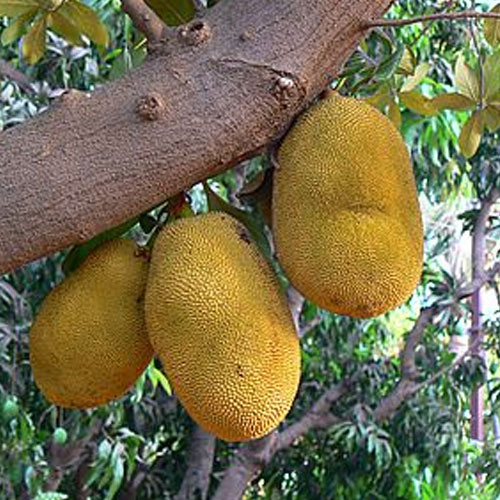 jackfruit-brazilian-yellow-giant-jack-budded-live-plant