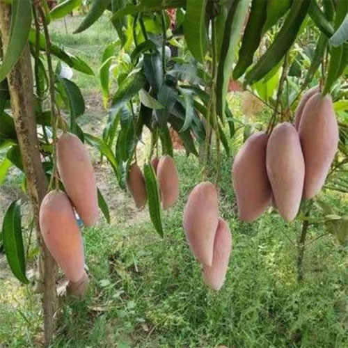 King of Chakapat Mango Grafted Live Plant