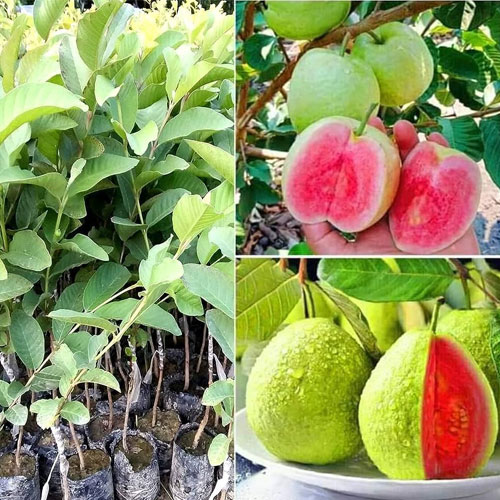 Taiwan Pink Guava Thai All Season Layered Live Plant