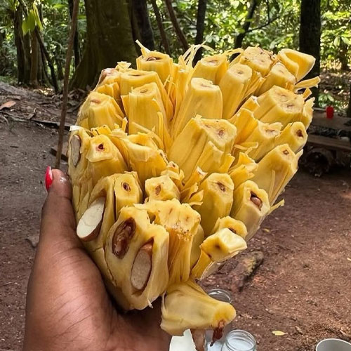 jackfruit-brazilian-yellow-giant-jack-budded-live-plant