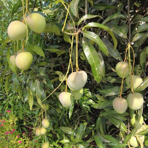 Kottaparamban Mango Grafted Live Plant
