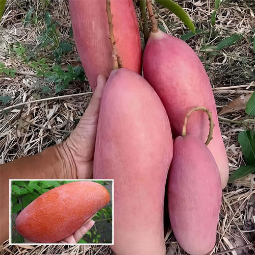 King of Chakapat Mango Grafted Live Plant
