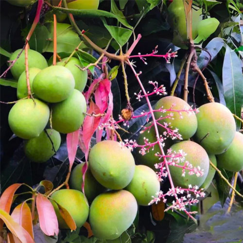 Kottaparamban Mango Grafted Live Plant