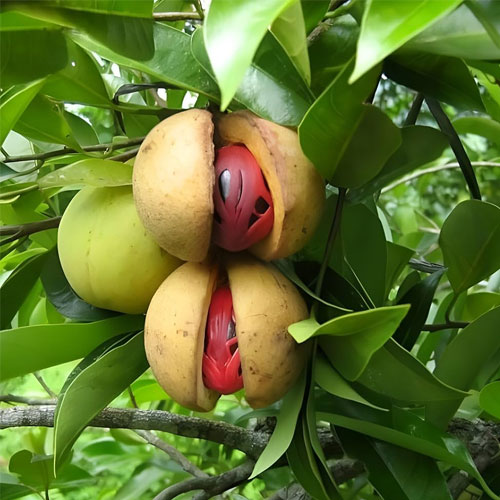  Nutmeg Jaathi Seedling Live Plant
