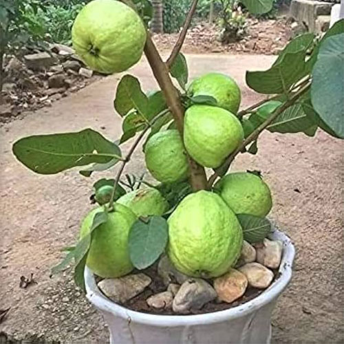 Allahabad Safeda Guava Layered Live Plant