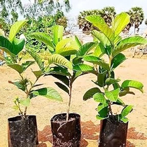 Taiwan Pink Guava Thai All Season Layered Live Plant