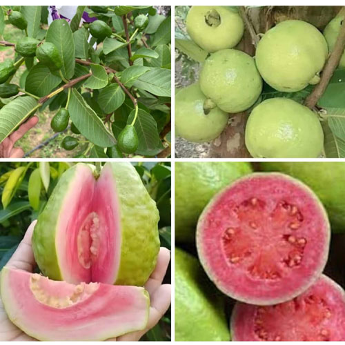Taiwan Pink Guava Thai All Season Layered Live Plant