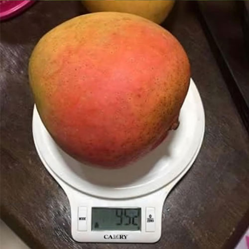 R2E2 Jambura Australian Sweet Mango Grafted Live Plant
