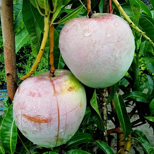 R2E2 Jambura Australian Sweet Mango Grafted Live Plant
