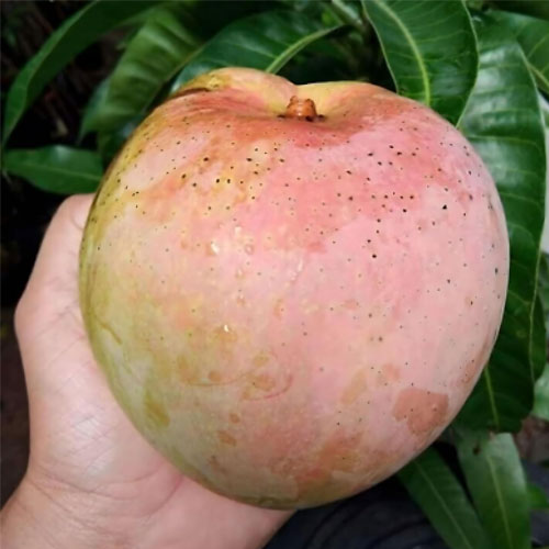 R2E2 Jambura Australian Sweet Mango Grafted Live Plant