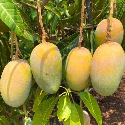 Kesar Mango Grafted Live Plant