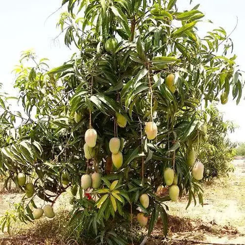 Kesar Mango Grafted Live Plant