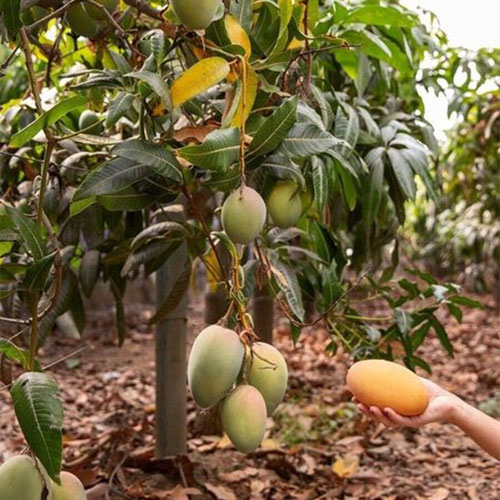 Kesar Mango Grafted Live Plant