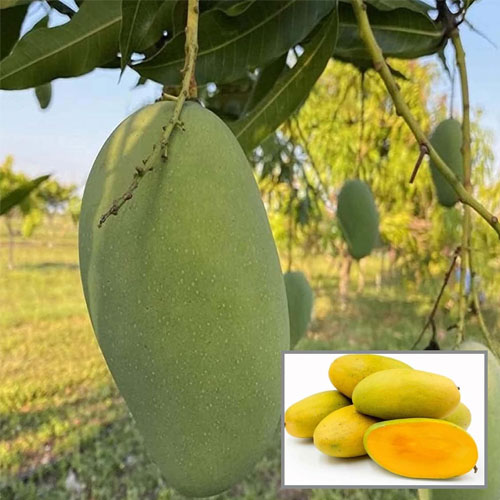 Dasheri Mango Grafted Live Plant
