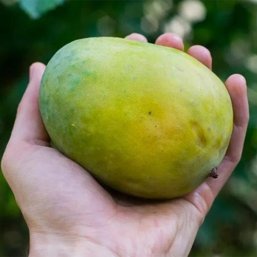 Langra Mango Grafted Live Plant