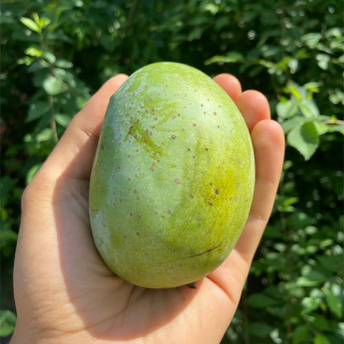 Langra Mango Grafted Live Plant