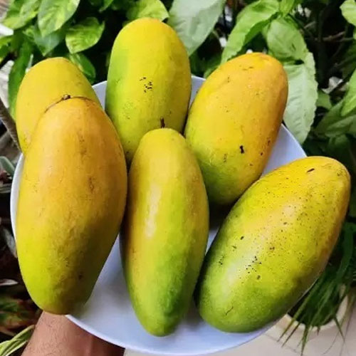Dasheri Mango Grafted Live Plant