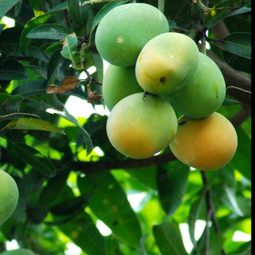 Kuttiattoor Mango Grafted Live Plant