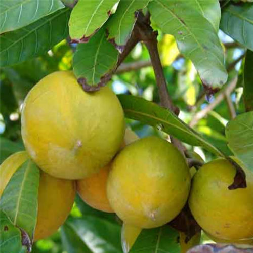 Egg Fruit Muttapazham Live Plant
