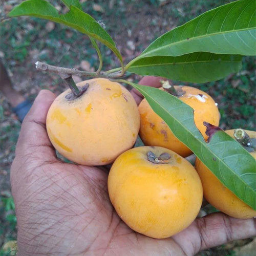 Egg Fruit Muttapazham Live Plant
