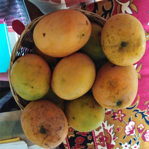 Kuttiattoor Mango Grafted Live Plant