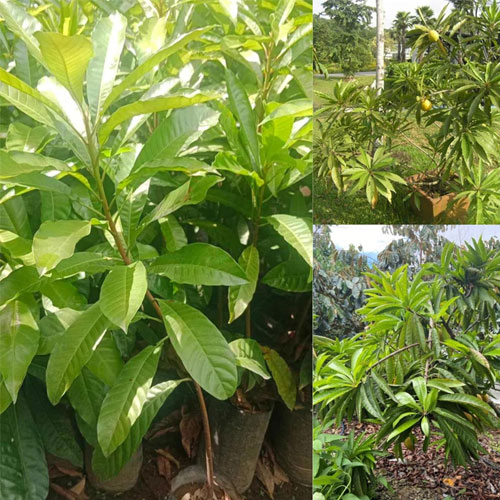 Egg Fruit Muttapazham Live Plant