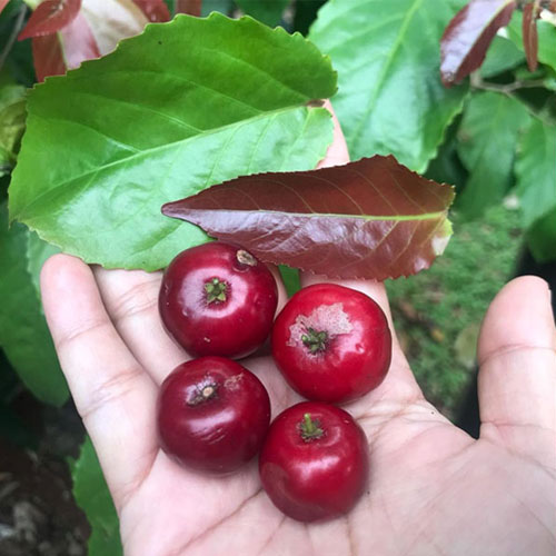 Sweet Lubi Lubikka Lovlolika Live Plant