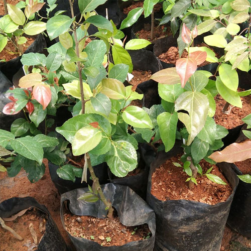 Sweet Lubi Lubikka Lovlolika Live Plant