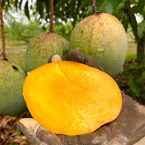 Coconut Mango Giant Kobbari King Grafted Live Plant