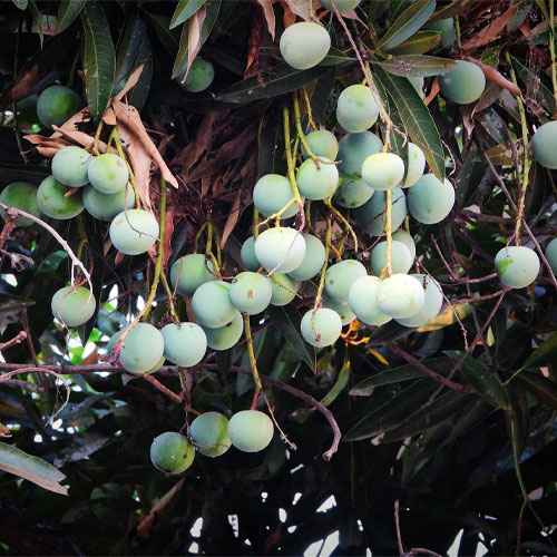 Chakkarakutti Sugar Baby Mango Grafted Live Plant