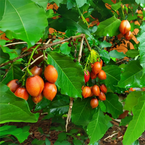 Peanut Butter Fruit Live Plant