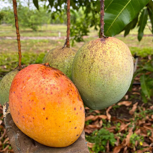 Coconut Mango Giant Kobbari King Grafted Live Plant