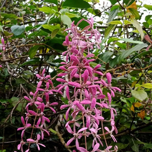 Congea Vine Shower of Orchid Vine Flowering Creeper Live Plant