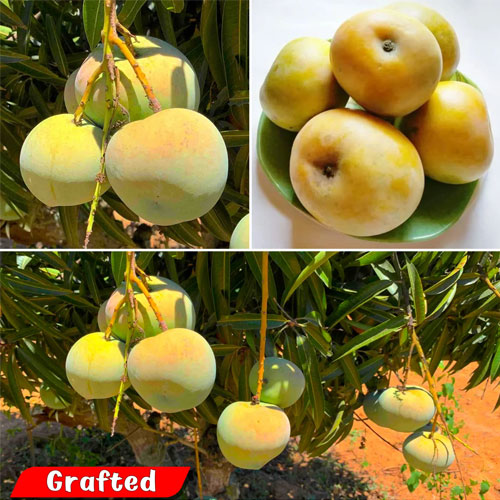 Apple Rumani Mango Grafted Live Plant